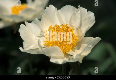 NAHAUFNAHME DER „KRINKLED WHITE“ PAEONIA LACTIFLORA BLUME, AUCH BEKANNT ALS CHINESISCHE PFINGSTROSE ODER GEWÖHNLICHE GARTEN PFINGSTROSE. Stockfoto