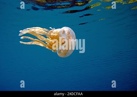 Oder Papua Mastigias jellyfish Quallen (mastigias Papua), Quallen See, Eil Malk Island, Palau, Mikronesien Stockfoto