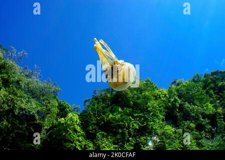 Oder Papua Mastigias jellyfish Quallen (mastigias Papua), Quallen See, Eil Malk Island, Palau, Mikronesien Stockfoto