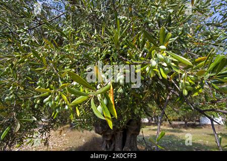 Alter Olivenbaum (Olea europaea) mit reifen Oliven in Limni Keriou, Insel Zakynthos, Griechenland, Europa Stockfoto