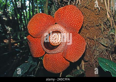 Riesige Rafflesia (Rafflesia arnoldii) größte Einzelblume auf der Erde, Borneo, Malaysia, Asien Stockfoto