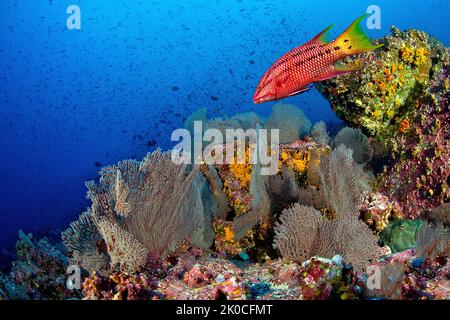 Mexikanischer Hogfisch oder Streamer-Hogfisch (Bodianus dipotaenia) an einem Korallenriff, Insel Malpelo, UNESCO-Weltkulturerbe, Kolumbien Stockfoto