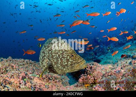 Lederbarsch oder Marmorbarsch (Epinephelus dermatolepis) und pazifische Creolefische (Paranthias colonus), Insel Malpelo, Kolumbien Stockfoto