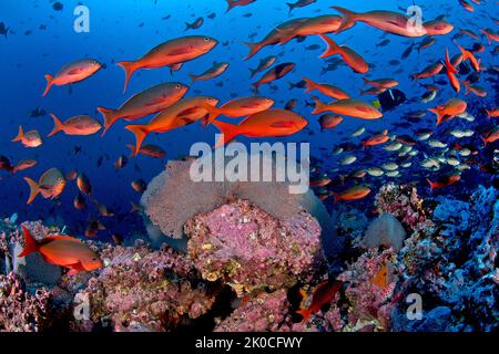 Pazifischer Kreolfisch (Paranthias Colonus) an einem Korallenriff, Insel Malpelo, UNESCO-Weltkulturerbe, Kolumbien Stockfoto