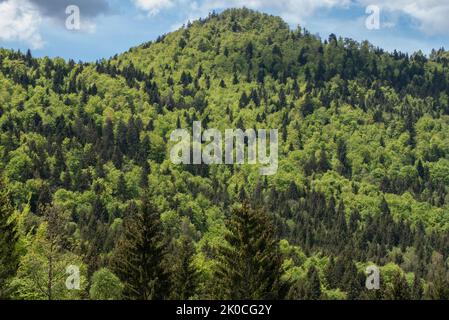 Hügelwald in frischen Frühlingsfarben an einem sonnigen Tag Stockfoto