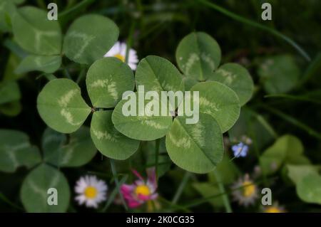 Lucky Four Leaf Clover auf der Wiese Stockfoto