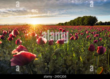 Rotes Mohn Feld bei Sonnenuntergang Landschaft Stockfoto