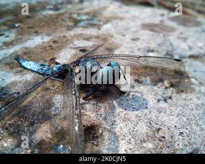 Nasse Libelle mit nassen Flügeln sitzt auf einem Stein Stockfoto