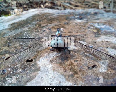 Nasse Libelle mit nassen Flügeln sitzt auf einem Stein Stockfoto