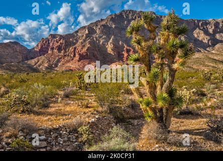 Joshua Tree, Beaver Dam Mountains Wilderness, Blick von der Cedar Pocket Road (Road 1005), Mojave Desert, Arizona Strip, Arizona, USA Stockfoto