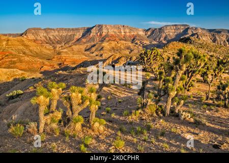 Camper im Cedar Pockets Wash, Beaver Dam Mtns Wilderness, Yellow Knolls over Virgin River Gorge in dist, Sonnenuntergang, Mojave Desert, Arizona Strip, Arizona Stockfoto