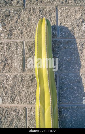 Nahaufnahme eines Säulenkaktus in der Nähe der Wand - Phoenix, Arizona. Ein Säulenkaktus gegen den Betonblock Steinwand Hintergrund. Stockfoto