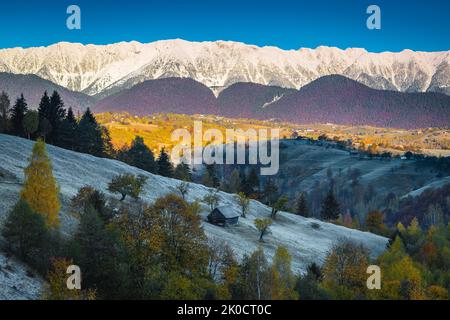 Atemberaubende Herbstlandschaft mit tauhem Gras und bunten Laubbäumen. Schöner Sonnenaufgang und verschneite Berge im Hintergrund, Bran, Siebenbürgen, Rumänien Stockfoto