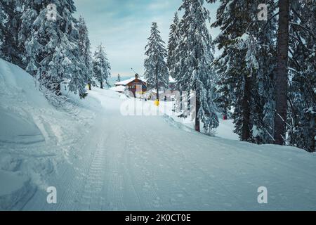 Majestätische Winterlandschaft mit verschneiten Pinien und gemütlichen Holzchalet im Hintergrund, Karpaten, Rumänien, Europa Stockfoto