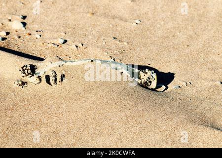 Eine Plastikflasche, die mit Muscheln im Meer überwuchert und von den Wellen auf den Strand geworfen wurde und von Aeolus unter dem Sand begraben wurde. Plastikverschmutzung der W Stockfoto