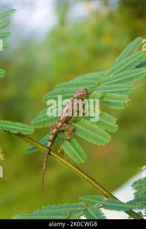Ein grün-grauer Toki-Gecko (Gekko-Gecko) lauert auf dem albizia-Blatt, die Eidechse wechselt ihre Farbe und hat eine schützende Färbung Stockfoto