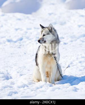 Schlittenhunde in der Stadt Ilulissat - Grönland. Schlittenhund - 7000 Schlittenhunde in der Stadt Ilulissat, in der Stadt mit einer Bevölkerung von 4500 Menschen, Grönland Stockfoto