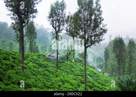 Ausgezeichnete gepflegte Ceylon Tee (orange pekoe in Camellia sinensis) Plantagen im Winter (nebliges Wetter). Plantage ist von Überresten umgeben Stockfoto