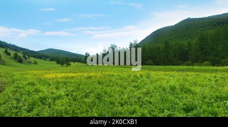 Vertikale Zonierung im Altai-Gebirge. Das Übergangsgebiet zwischen der Zone der Nadelwälder und alpinen Wiesen Stockfoto