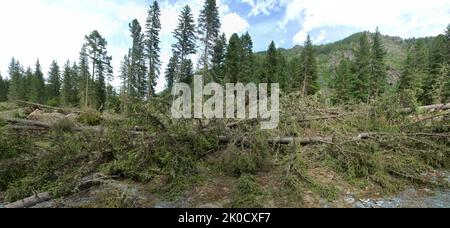 Forstwirtschaft. Holzverlust beim Holzeinschlag. Der Stamm des Baumes (abgegrenzter Stamm) wird abgeschnitten und herausgenommen (Rundholz), und der Gipfel wird seit dem Baumstamm in den Wald geworfen Stockfoto