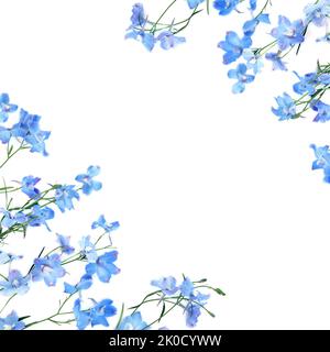 Blaue Delphinium Blume Hintergrund Rand auf weiß. Sommer Natur zarte florale Komposition. Wird in pflanzlichen Blumenheilmitteln als Beruhigungsmittel verwendet. Stockfoto