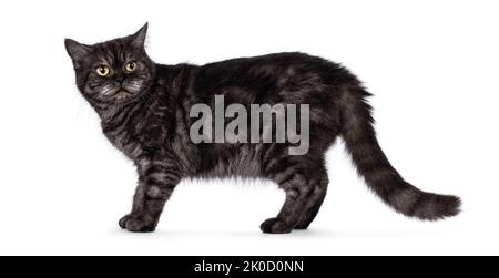 Schwarzer Rauch Britische Kurzhaar-Katze, stehende Seitenwege. Verärgert nach hinten schauen. Isoliert auf weißem Hintergrund. Stockfoto