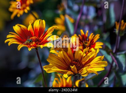 Nahaufnahme Gaillardia - Decke Blume - schöne leuchtend gelbe und orange Blume wächst auf der Wiese mit einer Biene auf den Blütenblättern. Stockfoto