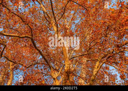 Herbstlicher und belaubter Hintergrund. Der Herbst kommt und die Blätter der Platanen werden bei Sonnenuntergang von braun zu rot Stockfoto