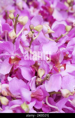 Ein Strauß Mondorchideen-Blumen Stockfoto