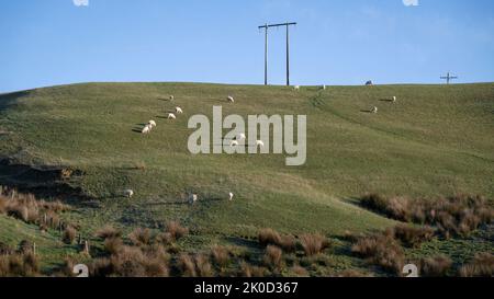 Schafe weiden auf dem grünen Grasland, South Island, Neuseeland. Stockfoto