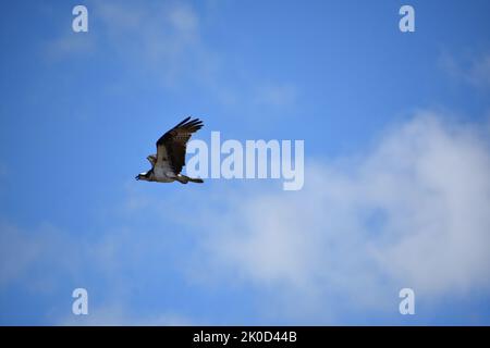 Fischadler fliegen im Sommer durch den wolkenlosen Himmel. Stockfoto