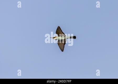Bienenfresser im Flug Stockfoto