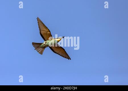 Bienenfresser im Flug Stockfoto