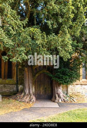 Die St. Edwards Church Tür mit zwei Eibenbäumen an den Seiten in Stow-on-the-Wold, Großbritannien Stockfoto