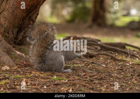Eichhörnchen auf dem Boden auf der Suche nach Nahrung in England, Großbritannien Stockfoto