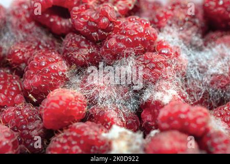 Schimmelige Beeren . Verdorbene Ernte der Himbeere Stockfoto