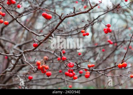 Frost rote Beeren an Zweigen . Spätherbst Natur Stockfoto