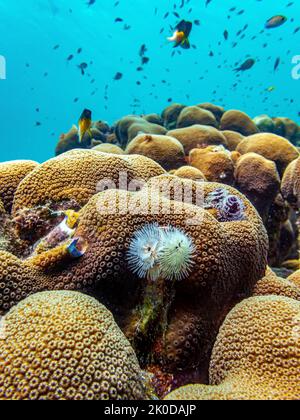 Karibisches Korallenriff vor der Küste der Insel Bonaire Stockfoto