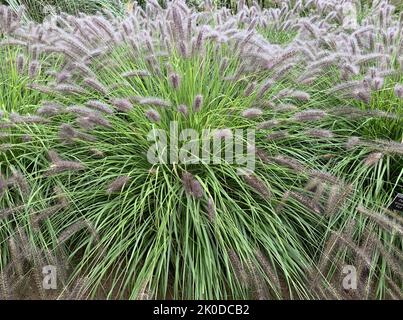 Nahaufnahme des hoch wachsenden Ziergrases Pennisetum Alopecuroides Red Head, der im Spätsommer im Garten in Großbritannien zu sehen ist. Stockfoto