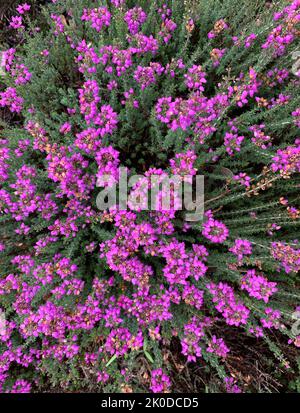 Nahaufnahme einer rosa blühenden Gartenheide, die im Spätsommer im Garten in Großbritannien zu sehen ist. Stockfoto