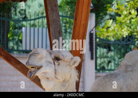 Dromedar -Camelus Dromederius- Arabian Camel at Stockfoto