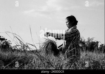 Kodak Tri-X-Bild einer Thailänderin, die Reis im ländlichen Thailand erntet Stockfoto