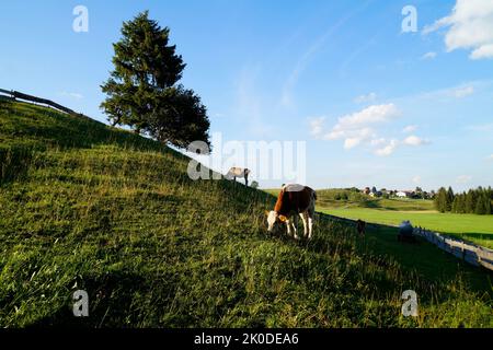 Kühe grasen auf den sonnenbeschienenen grünen Wiesen des Alpentales in Nesselwang, Allgau, Bayern, Deutschland Stockfoto