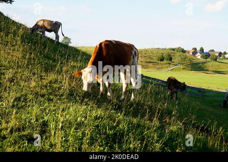 Kühe grasen auf den sonnenbeschienenen grünen Wiesen des Alpentales in Nesselwang, Allgau, Bayern, Deutschland Stockfoto