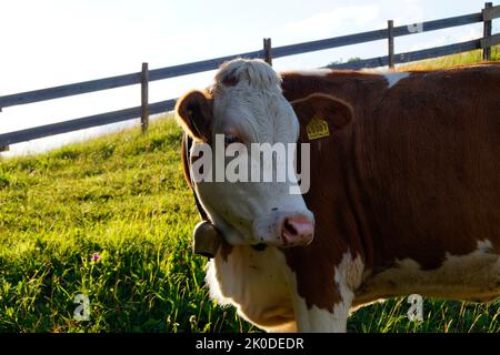 Kühe grasen auf den sonnenbeschienenen grünen Wiesen des Alpentales in Nesselwang, Allgau, Bayern, Deutschland Stockfoto