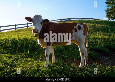 Kühe grasen auf den sonnenbeschienenen grünen Wiesen des Alpentales in Nesselwang, Allgau, Bayern, Deutschland Stockfoto