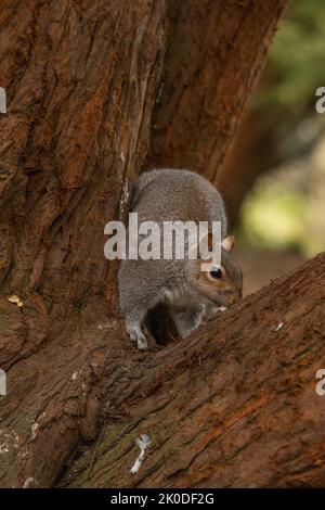 Graues britisches Eichhörnchen im Winter im Baum, Blick auf die Kamera Stockfoto