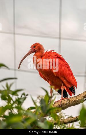 Scharlachrot Ibis Vogel Eudocimus tropischer Watvögel aus nächster Nähe. Südafrika Stockfoto