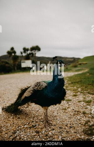 Farbenfroher Pfau posiert im Garten, aufgenommen in Neuseeland Stockfoto