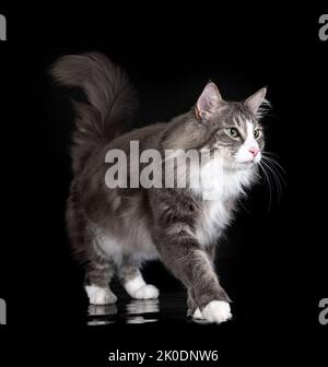 Norwegische Waldkatze vor schwarzem Hintergrund Stockfoto